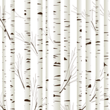 Birch Tree Wallpaper, Nature Wallpaper